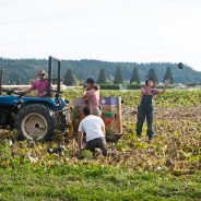 The Smoke is Gone, but the Veggies Remain