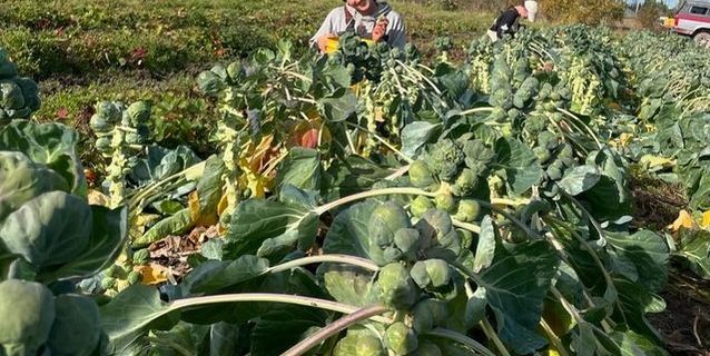 Some Squash-y Haikus