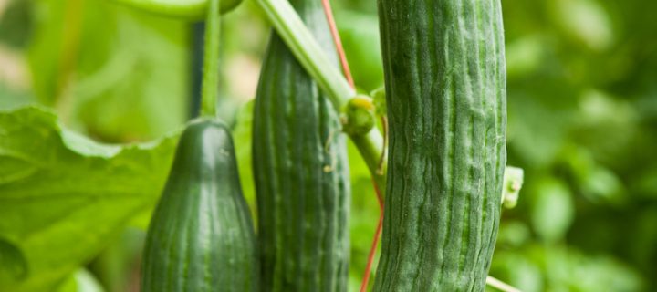 Cucumber, Snap Pea & Avocado Salad
