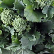 Sautéed Broccolini