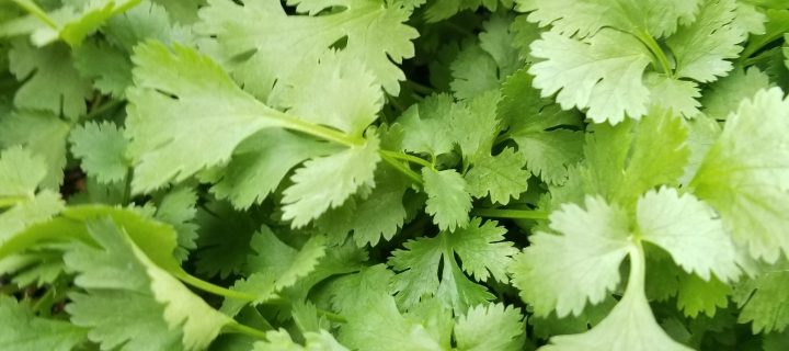 Cilantro Lime Dressing