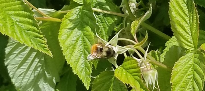 Newsletter 6/20/18 – Pollinators are cool!