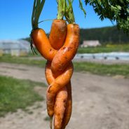 Essential Workers in a Healthy Landscape