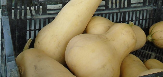Butternut Squash Curry