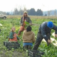 CSA Newsletter 11/14/18- Winter Migrations