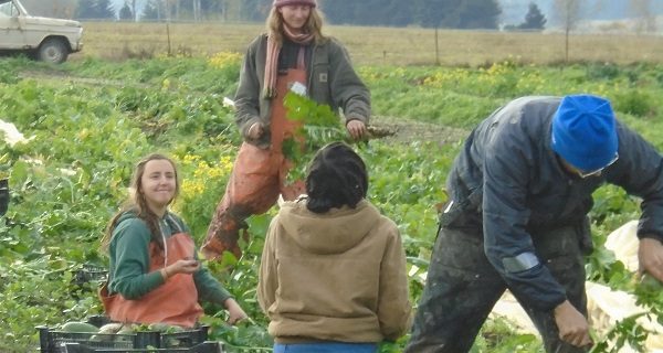 CSA Newsletter 11/14/18- Winter Migrations