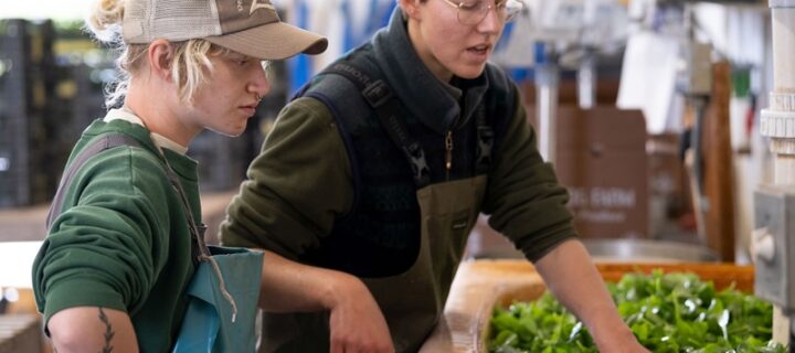 Farm-Sized Salad Spinners