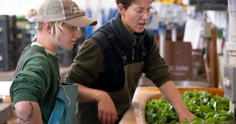 Farm-Sized Salad Spinners