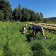 Gift Economies on the Farm