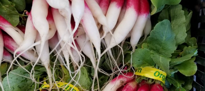 Ideas for Eating French Breakfast Radishes