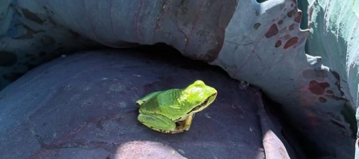 Motivation from the Fields