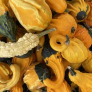Jack-o-Lanterns and Gourds and Pies, Oh My!