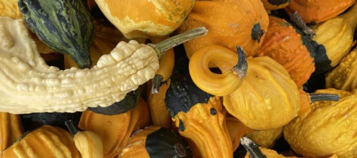 Jack-o-Lanterns and Gourds and Pies, Oh My!