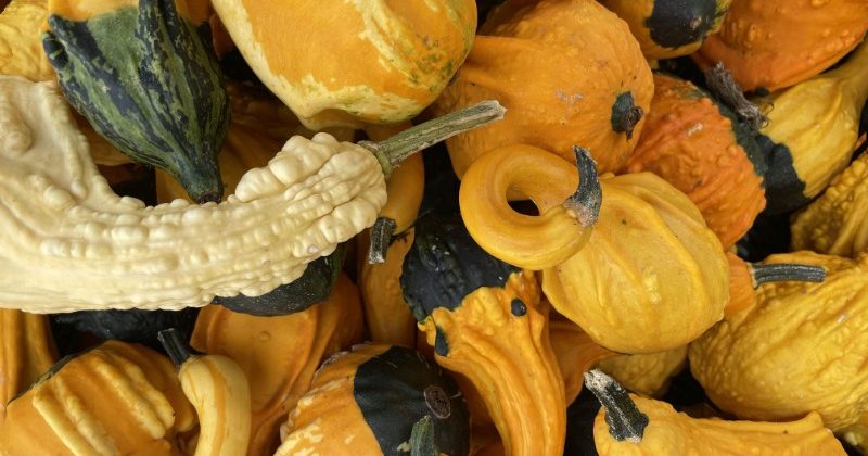 Jack-o-Lanterns and Gourds and Pies, Oh My!