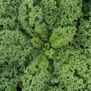 Celeriac, Kale & Potato Gratin