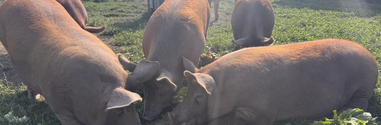 Caring for the Herd