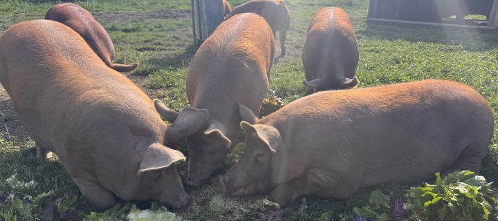 Caring for the Herd