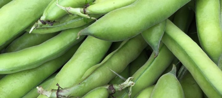 Summer Fava Bean Pasta Salad