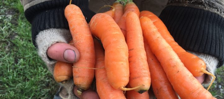 Moroccan Carrot Salad with Ginger