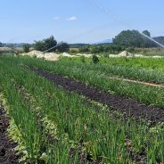 Moving Pipes and Packing Produce