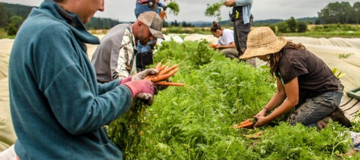 Bonding with History Through Agriculture