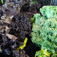 Colorful Carrot and Kale Salad