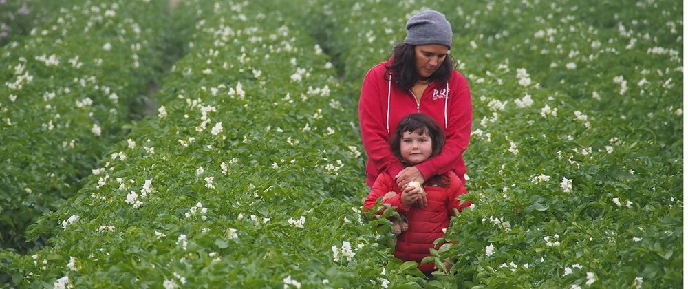 Five Haikus for small, flying, departing neighbors