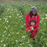 Five Haikus for small, flying, departing neighbors