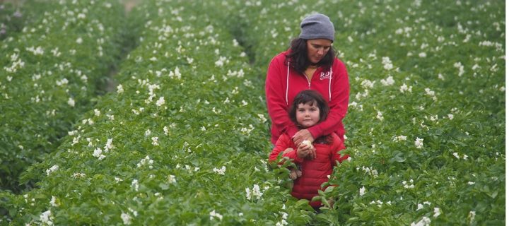 Five Haikus for small, flying, departing neighbors