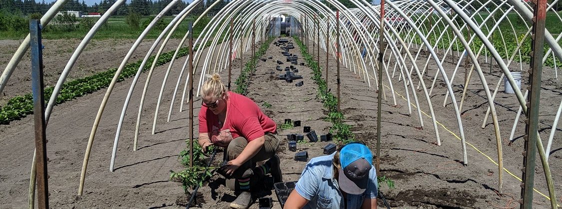 CSA Newsletter 5/29 – Growing Together