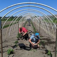 CSA Newsletter 5/29 – Growing Together