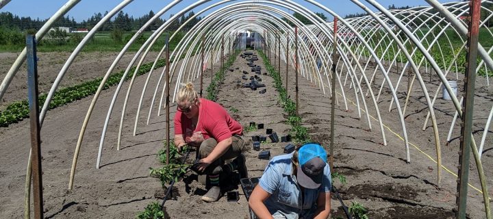 CSA Newsletter 5/29 – Growing Together