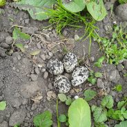 CSA Newsletter 5/8 – A Nest in the Arugula