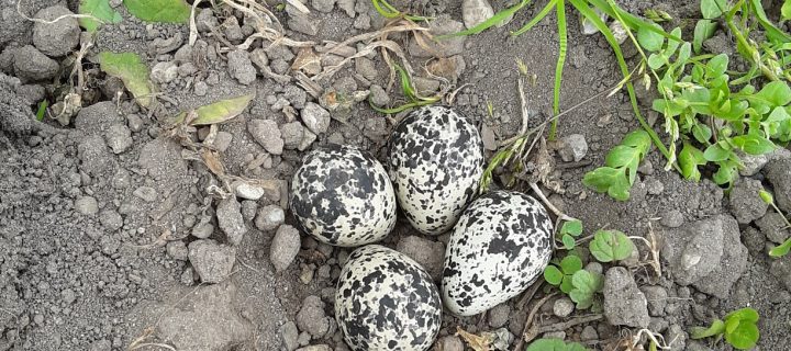 CSA Newsletter 5/8 – A Nest in the Arugula