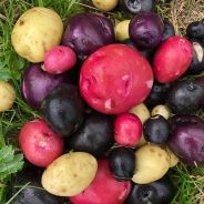 Warm Potato, Fennel & Onion Salad