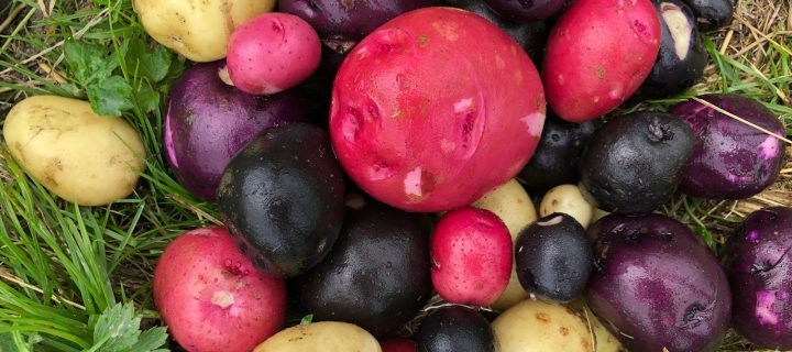 Warm Potato, Fennel & Onion Salad
