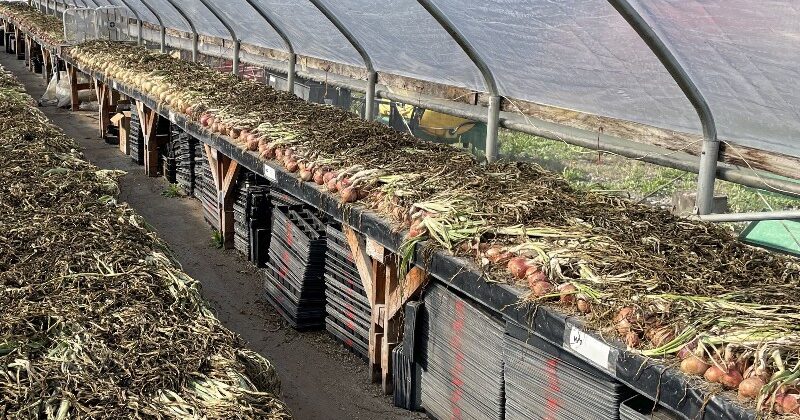 The Great Onion Harvest of 2024