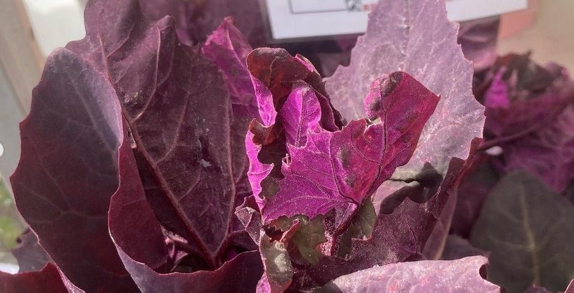 Power Greens Frittata