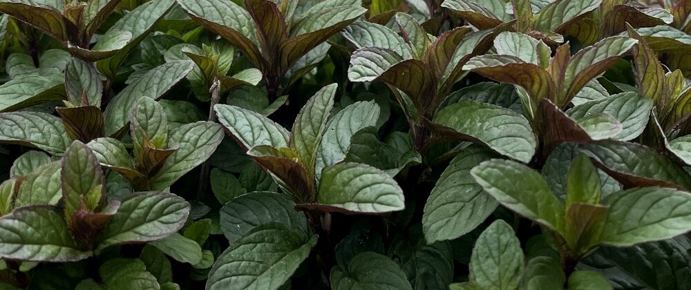 Mint, Honey & Lemon Salad Dressing