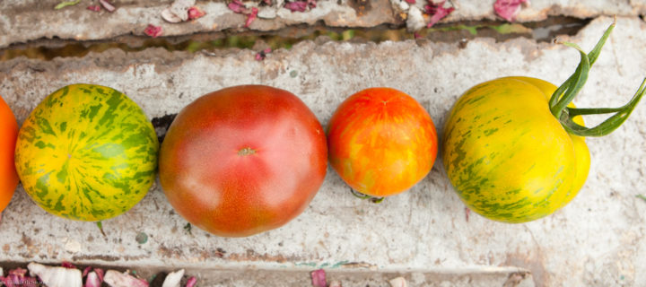 Roasted Tomatoes