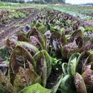 Nerding Out on Radicchio