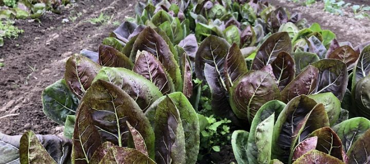 Nerding Out on Radicchio