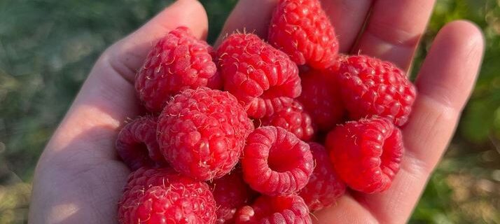 Loving Raspberries, from the Midwest to the Northwest