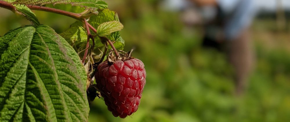 Voices from the Field: Raspberries