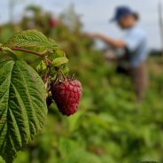 Voices from the Field: Raspberries