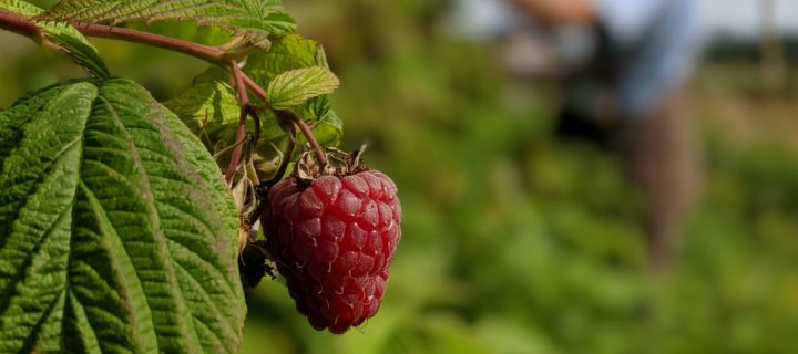 Voices from the Field: Raspberries