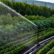 Watering the Whole Farm