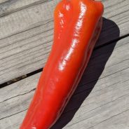 Roasted Red Bell Pepper & Fennel Salad