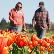 The Season of Bursting Forth
