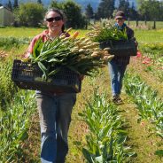 Transplanting Joy